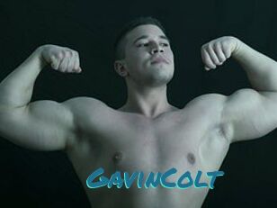 GavinColt